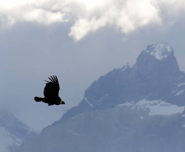 Aliwen_ECG_Condor_(2)