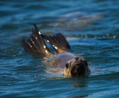 Bahia_Bustamante_Ph_Alex_Macipe_(42)