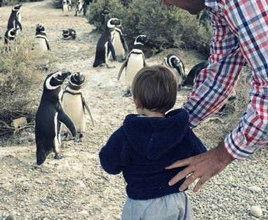 Yellow_Submarine__Valdez_Pinguinera_1_pax_bebe_entre_muchos