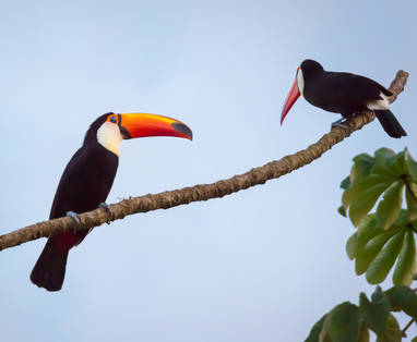 Awasi_Iguazu_Toucan_-_PH_Evan_AUsten