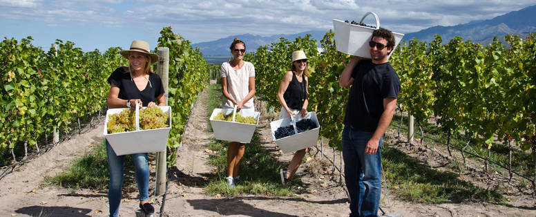 Mensen op een wijngaard in Mendoza, Argentinië die druiven aan het oogsten zijn met witte manden. 