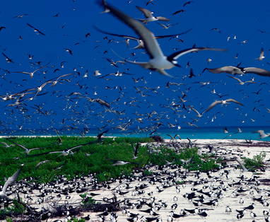 sootybeachcolonyRobyBresson