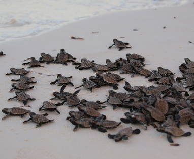 Hawksbill_Turtle_Hatchlings_-_Bird_Island
