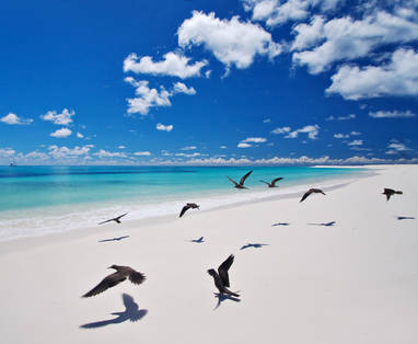 West_Beach.ii_-_Bird_Island_(1)