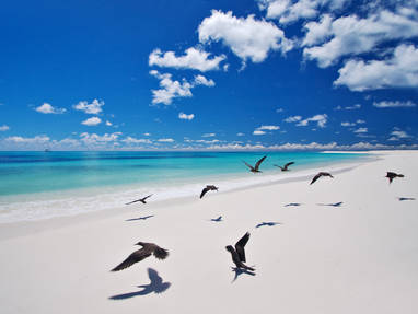 West_Beach.ii_-_Bird_Island_(1)