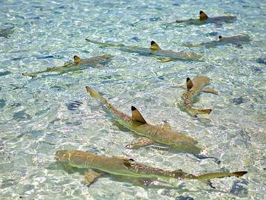 Rangiroa_(by_Kia_Ora)_(16)