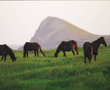 MB_Ua_Huka_-_paardeneiland