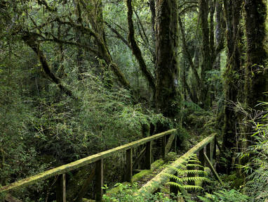 564-bosque-enero-014