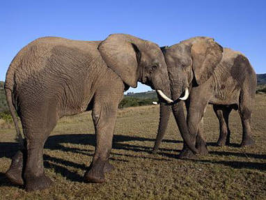 All over Tours, specialist in Zuid-Afrika vakanties