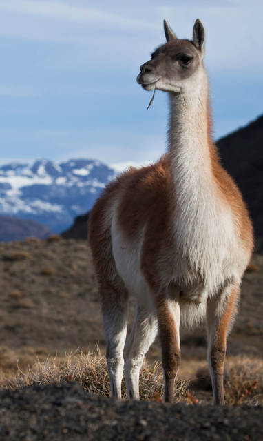 guanaco_y_donoso