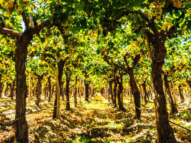 Socompa_HR_Crapes_Vendimia_Cafayate_Gaston_Huerga