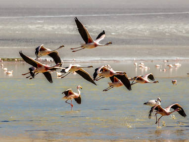 Socompa_HR_FLAMINGOS_GASTON_HUERGA