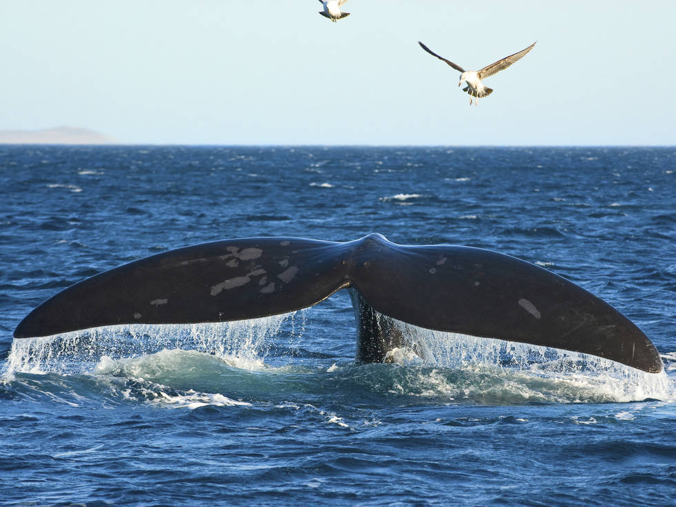Een walvis bij het schiereiland Valdés in Argentinië: een prachtig landschap met rijke biodiversiteit en adembenemende uitzichten.