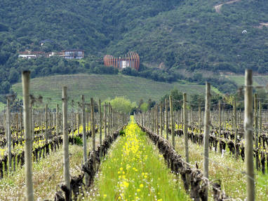 CLOSAPALTAWINERY2