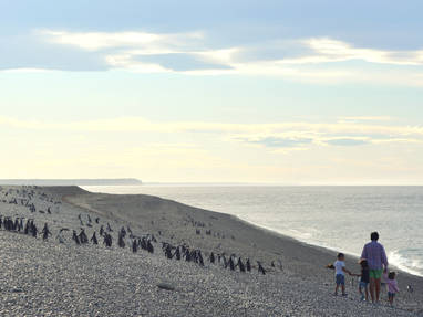 Gezin bij pinguïns aan de kust bij El Pedral in Argentinië
