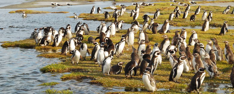 PinguinoAvistaje_DSC_0438