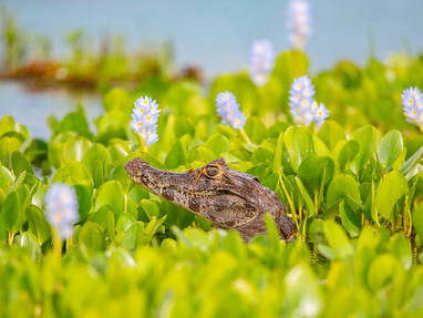 18_Ibera_Wetlands_-_Caiman