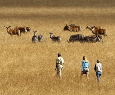 Malawi | het noorden | Nyika National Park