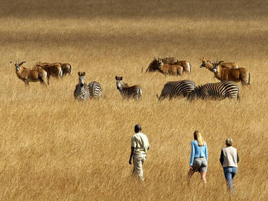 Malawi | het noorden | Nyika National Park