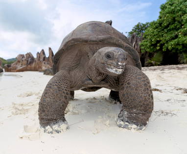 STB_6_Tortoise_Curieuse_Is