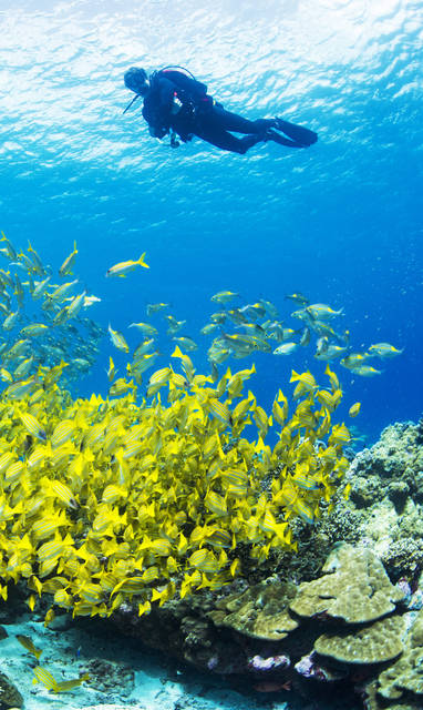 BlueSafari-alphonse-diving-53-AnthonyGrote