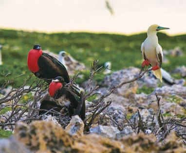 BlueSafari-cosmoledo-birds-01