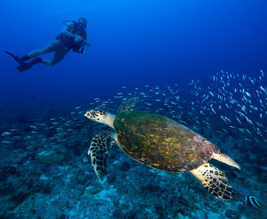 North-Island-ScubaDiving-6