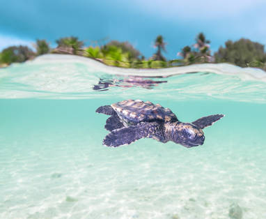 BlueSafari-alphonse-snorkelling-43-AntonyGrote
