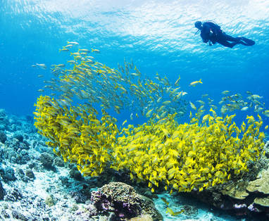 BlueSafari-alphonse-diving-53-AnthonyGrote