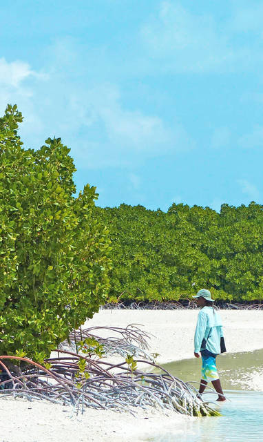 BlueSafari-alphonse-mangroves-02-PepNogués_(1)