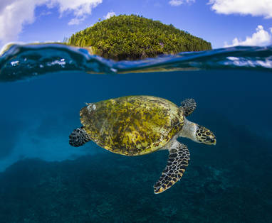 FIP_Conservation_turtle_5_CREDIT_Joe_Daniels