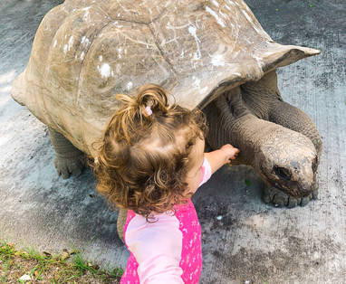 FIP_Conservation_Tortoise_child