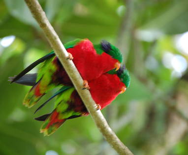 Atiu-Villas-Rimatara-Lorikeet-or-Kura-Bird