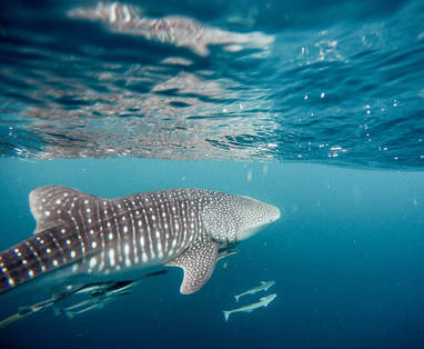 jeremy-bishop-q9c4xqf80Y4-unsplash_(2)