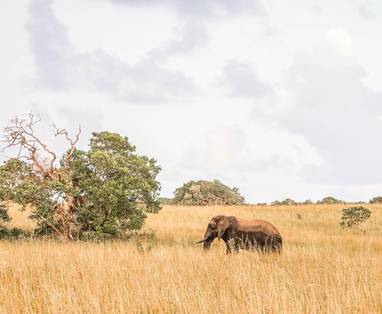 MSR_Elephant_in_Maputo_Special_Reserve