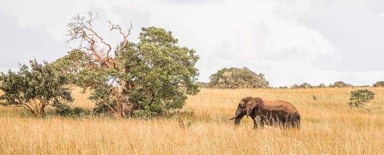 MSR_Elephant_in_Maputo_Special_Reserve