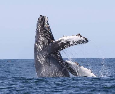 mangaia_whale_whatching