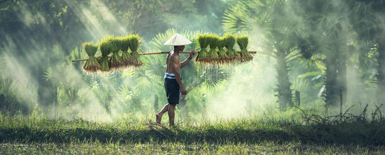 Lokale meneer die rijst draagt op een stok omringd door heldergroene rijstvelden. 