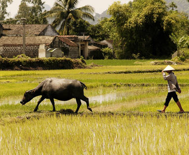 Country_side_Hoi_An_(EXO)