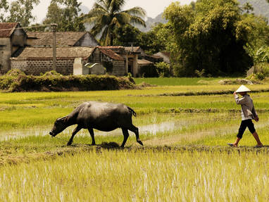 Country_side_Hoi_An_(EXO)