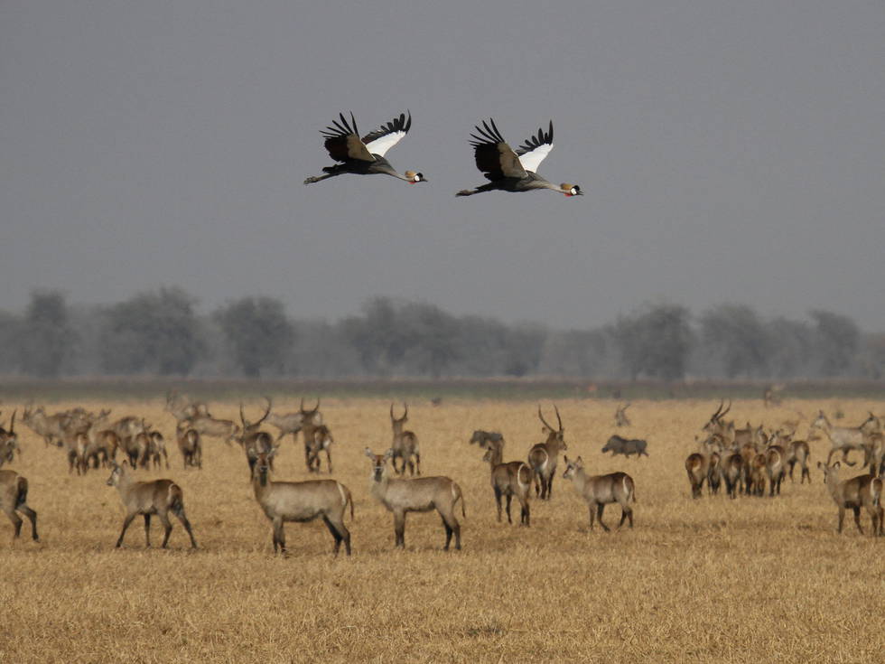 Twee vogels die over een kudde met antilopen vliegen