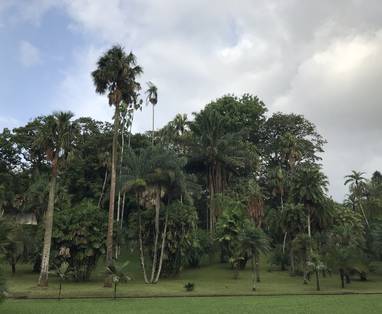 LB_LK_Kandy_botanische_tuinen_(2)