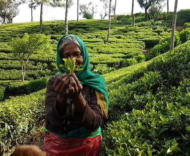 Een oude vrouw in een theeplantage in Sri Lanka.