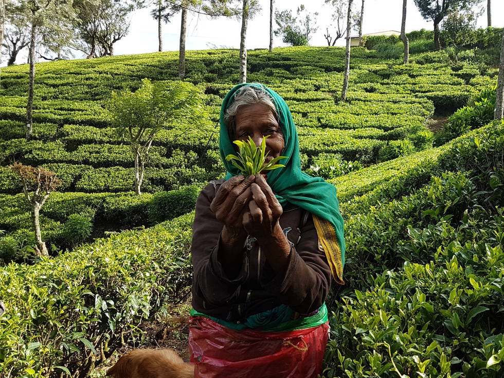 Een oude vrouw in een theeplantage in Sri Lanka. 