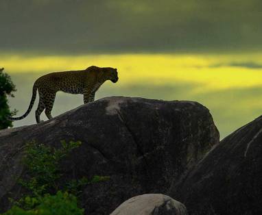 HB_LK_Yala_NP_IMG-20180530-WA0016