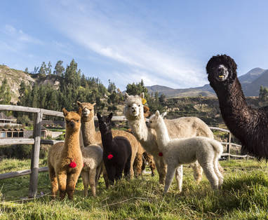 PE_colca_lodge_lamas_alpacas_dieren_17