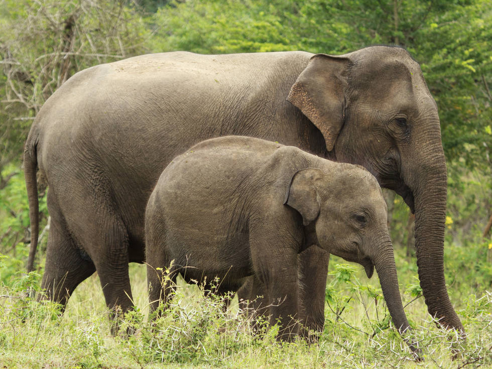Twee olifanten in het Yala National Park in Sri Lanka