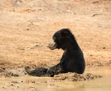 Yala_Uncropped__MG_3596_August_09__2014_