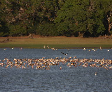 Birding_in_Panama_LakeIMG_0911