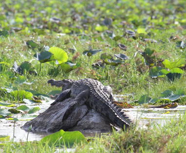 Kumana_National_Park_IMG_8085